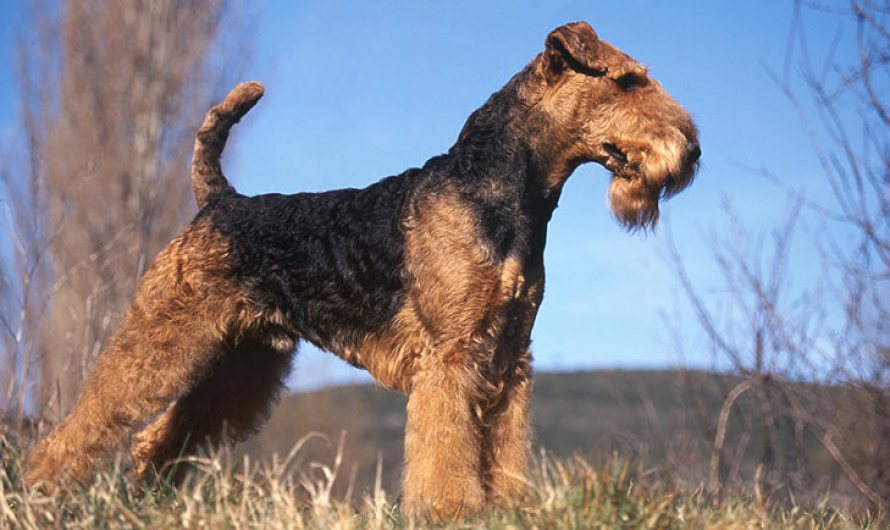 Airedale Terrier