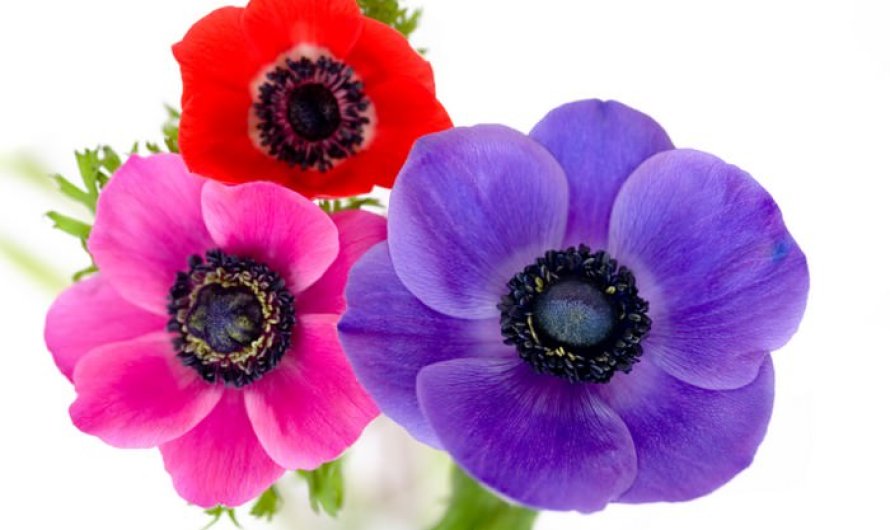 10 Flowers to Keep your Garden Colorful this Fall