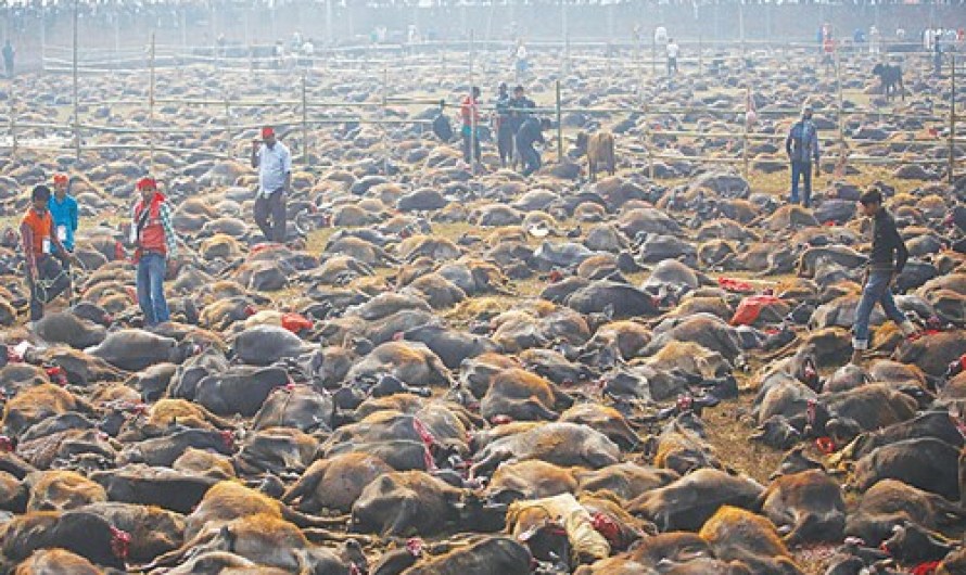 Animal sacrificed in Nepal