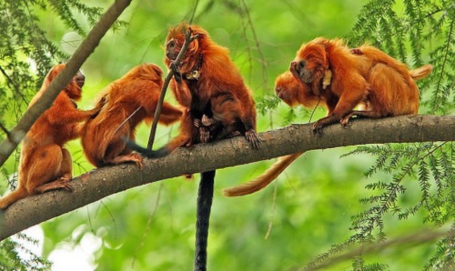 Atlantic Forest, South America