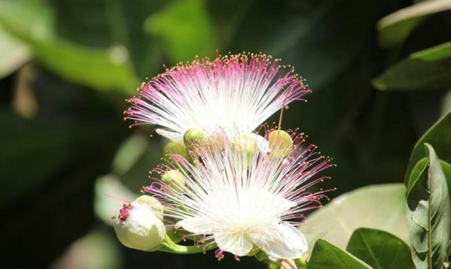 Barringtonia Asiatica