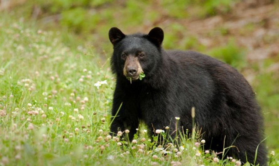 Bears in the Yosemite National Park