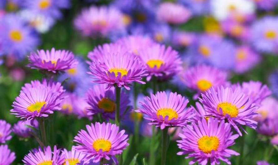 Beautiful Aster Flowers