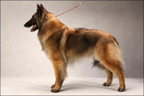 Belgian Tervueren