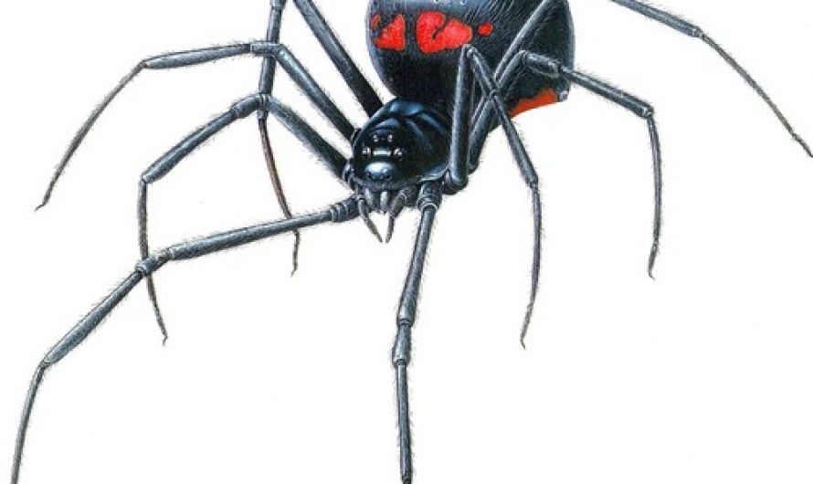 Black widow Dangerous Spiders