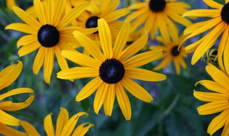 Blackeyed Susan