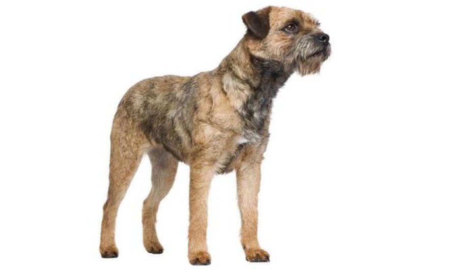 Border Terrier - Best Family Dogs