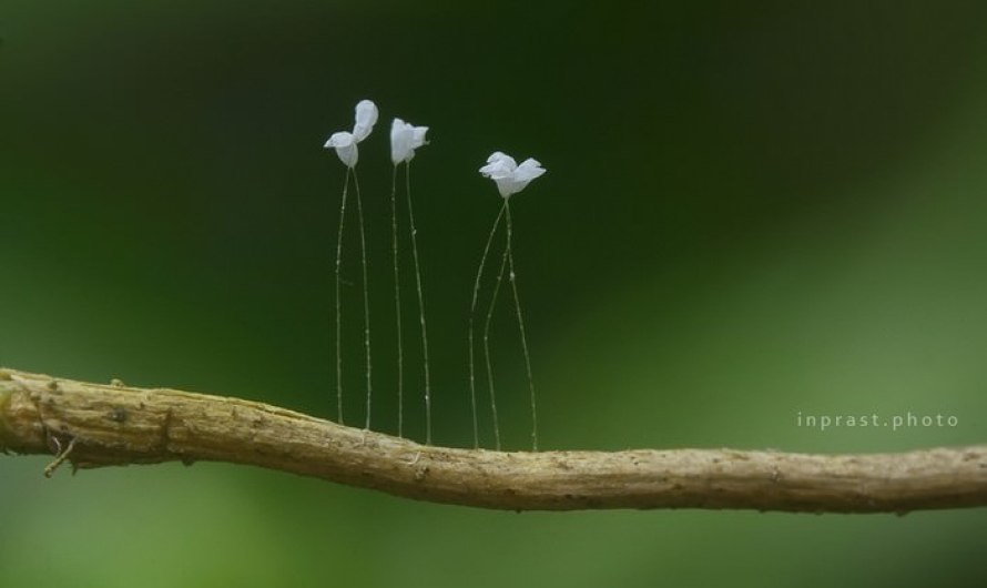 Buddhist Udumbara Unique Flowers