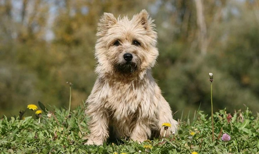 Cairn Terrier Breeds 