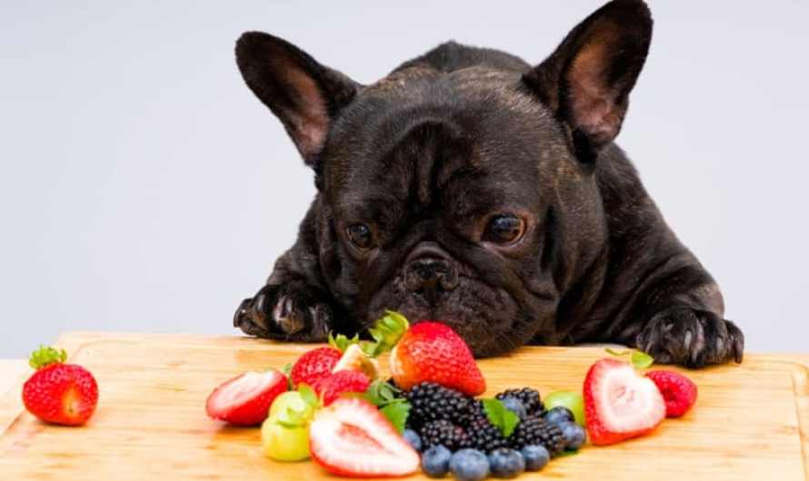 Can Dogs Eat Blueberries