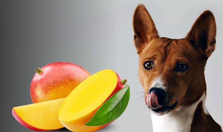 Can Dogs Eat Mango