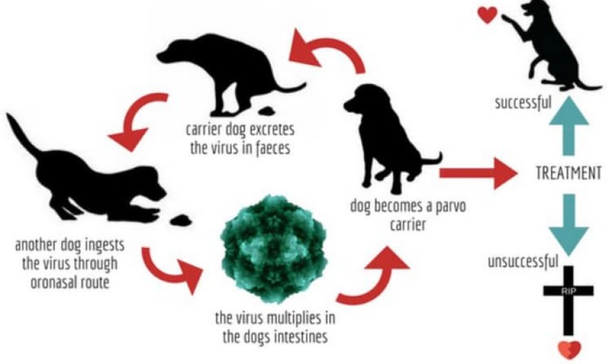 Canine parvovirus