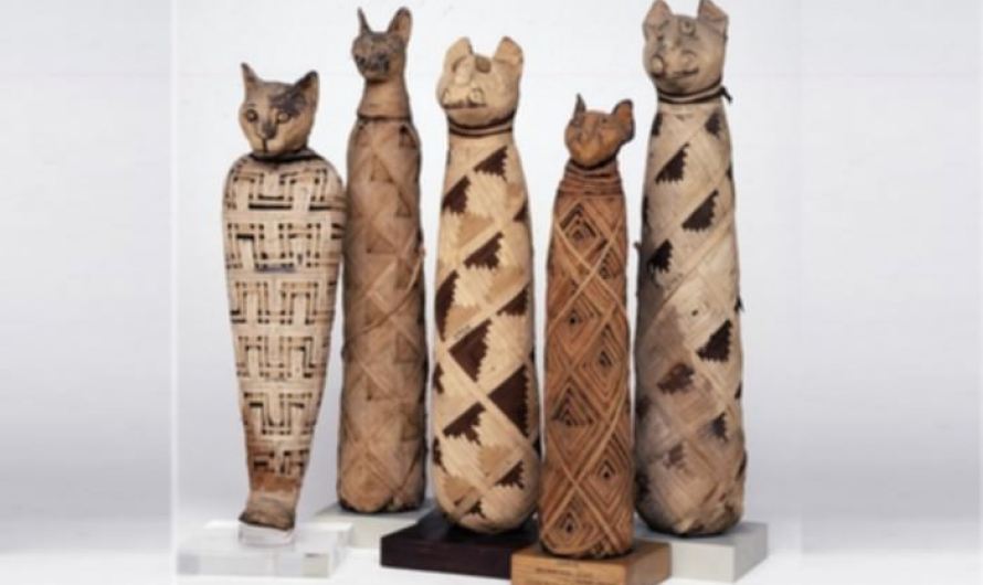 Cat mummies, Egypt 30BC