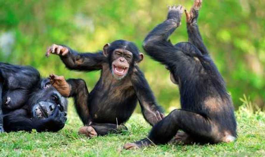 Chimpanzees Dangerous yet Legal Pets