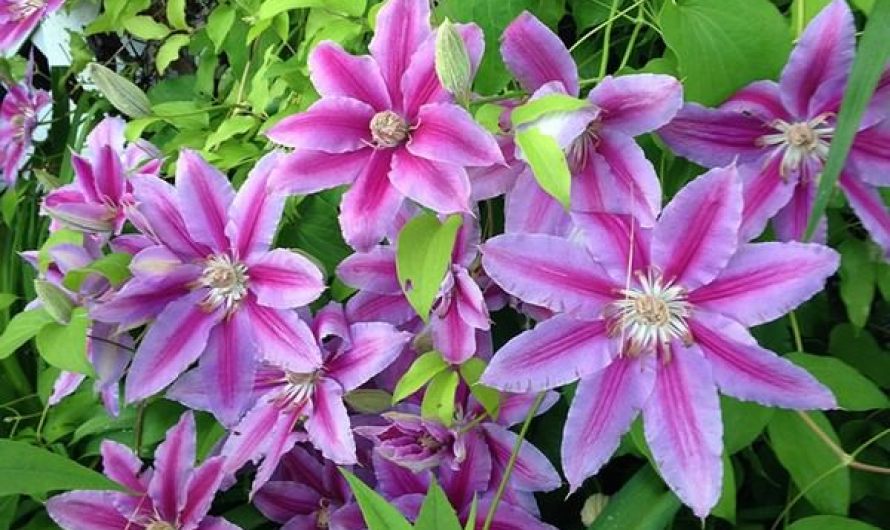 Clematis Nelly Moser