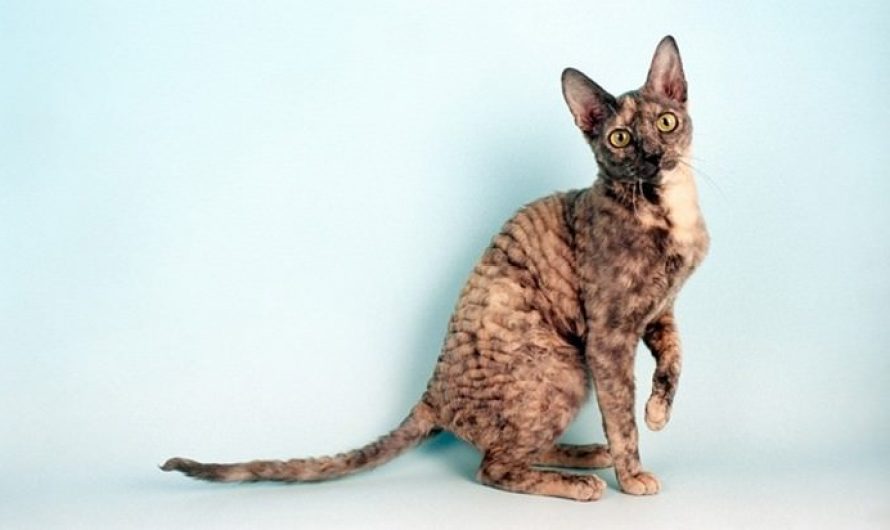 Cornish Rex Cat