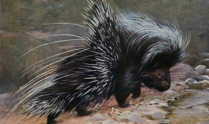 Crested Porcupine