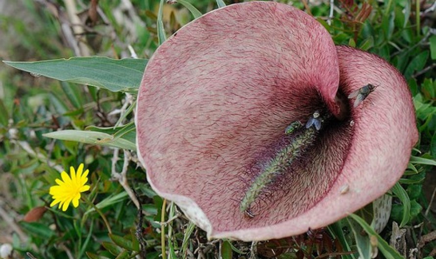 Dead Horse Arum Lily