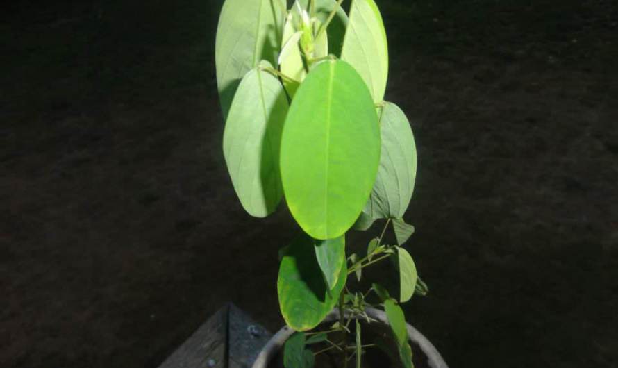 Desmodium Gyrans (Dancing Plant)