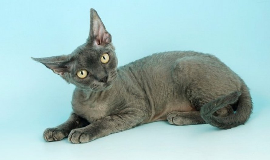 Devon Rex Cat