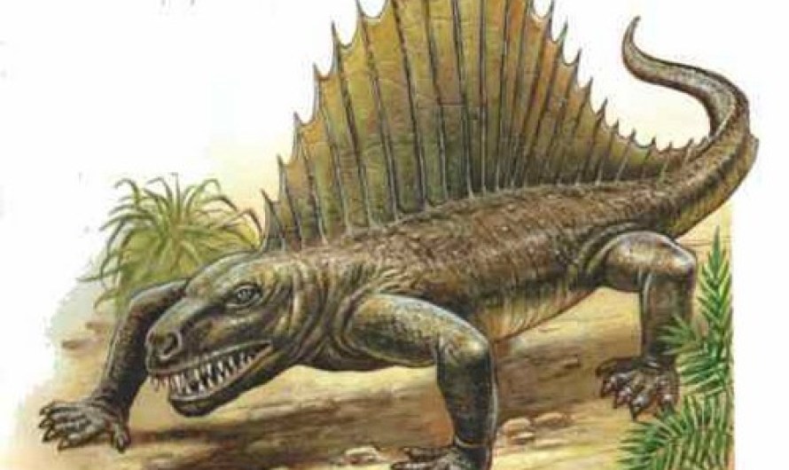 Dimetrodon Myths About Dinosaurs