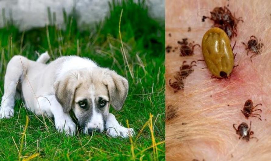 Dog Lyme disease