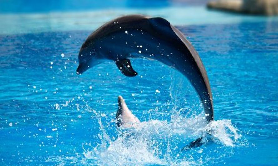 Dolphins Smartest Animals