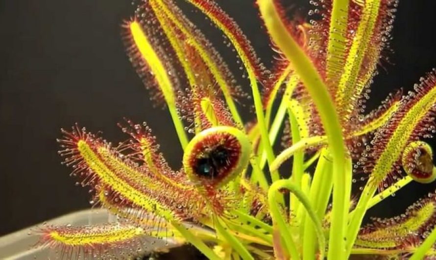 Plants That Look Like Animals