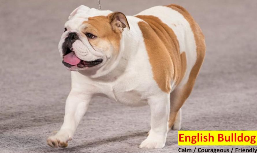 English Bulldog Expensive Breed