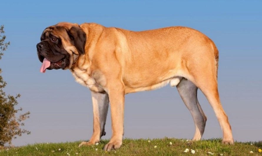 English Mastiff biggest dog in the world