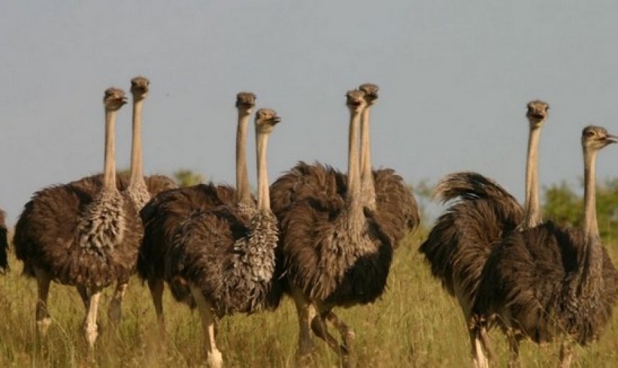 Hadara, raised by Ostriches