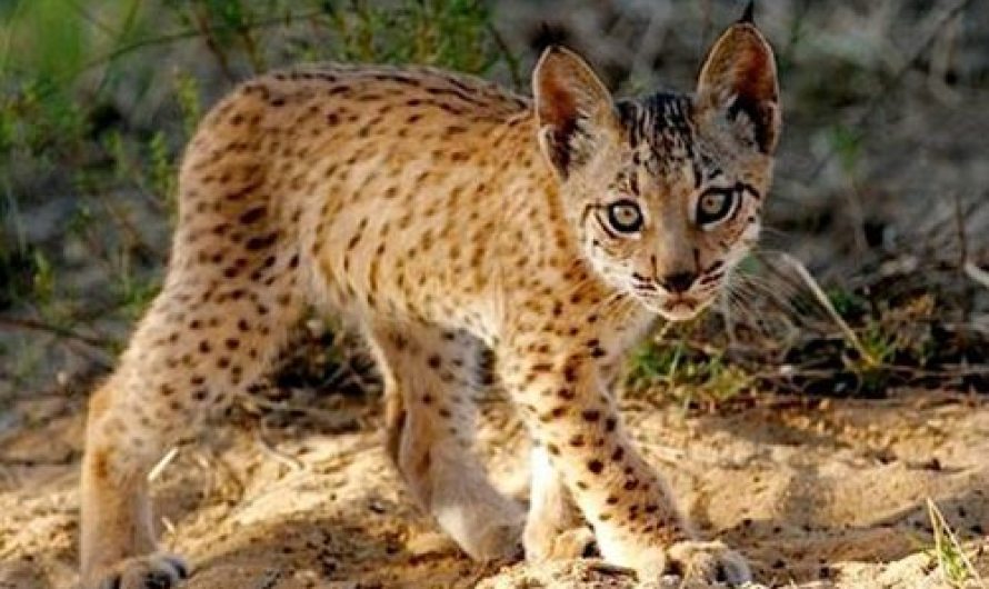 Iberian Lynx