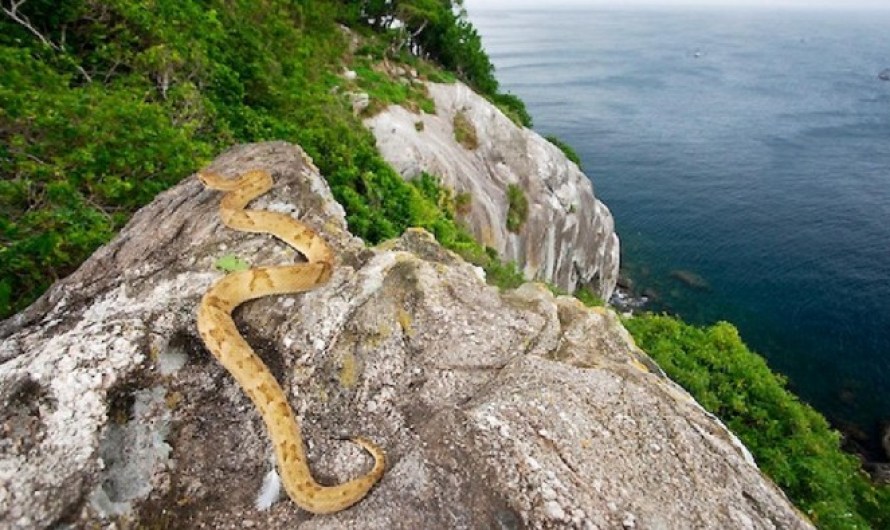 Ilha da Queimada Grande