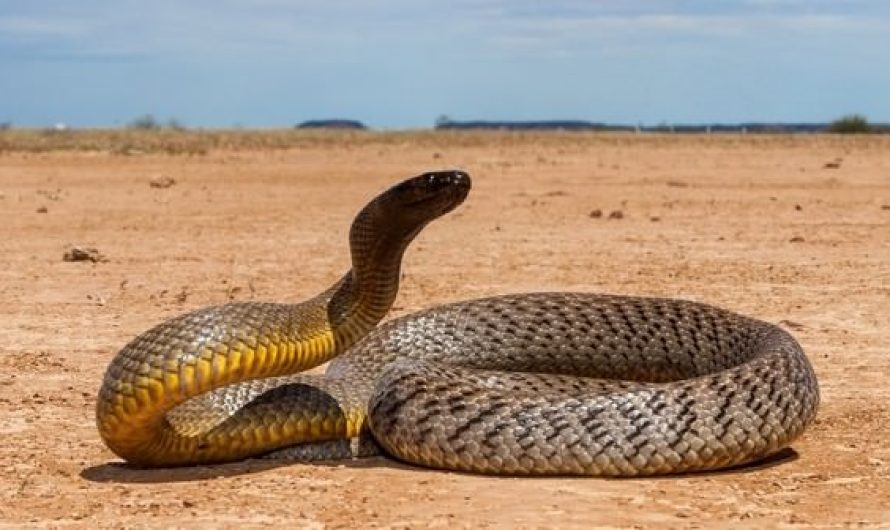 Inland Taipan deadliest snakes