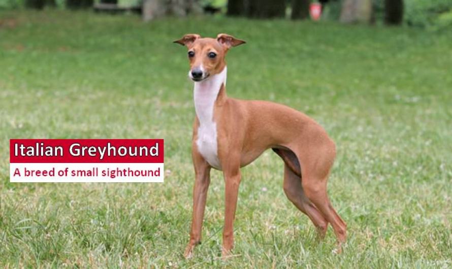 Italian Greyhound