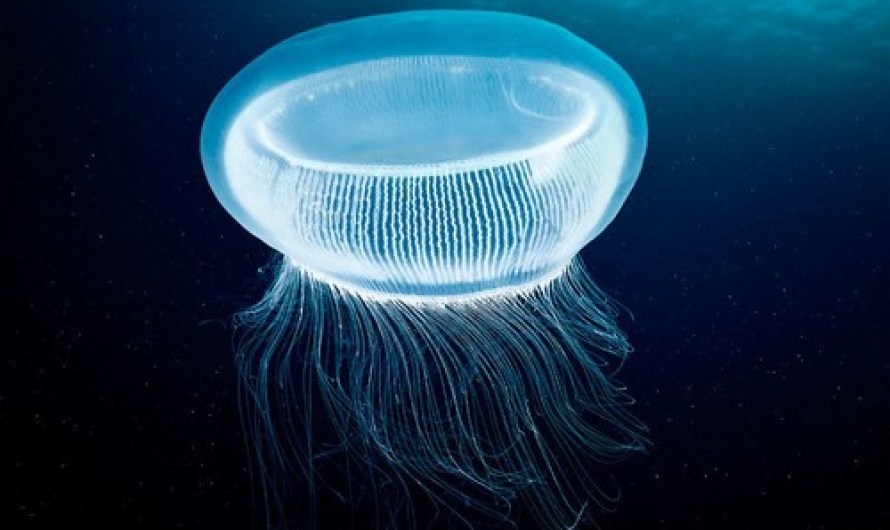 Jellyfish proteins used to create polariton laser