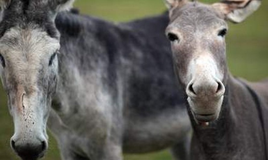 Killer Donkeys Maul Pensioner To Death