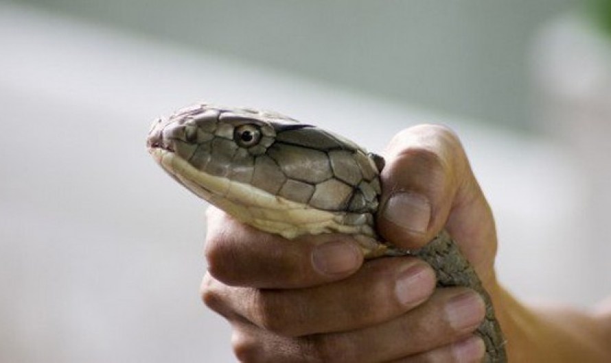 King cobra as Pet