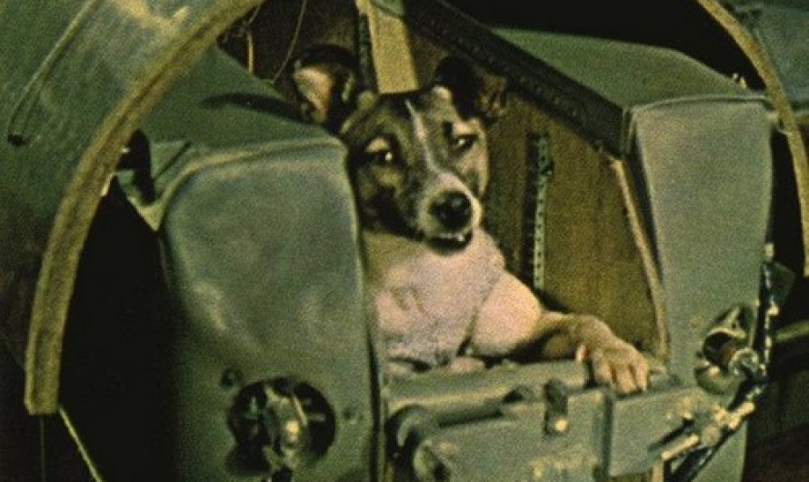 Laika, Historically Famous Animals