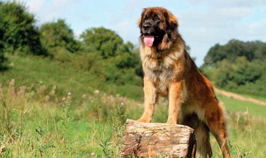 Leonberger big dog breeds