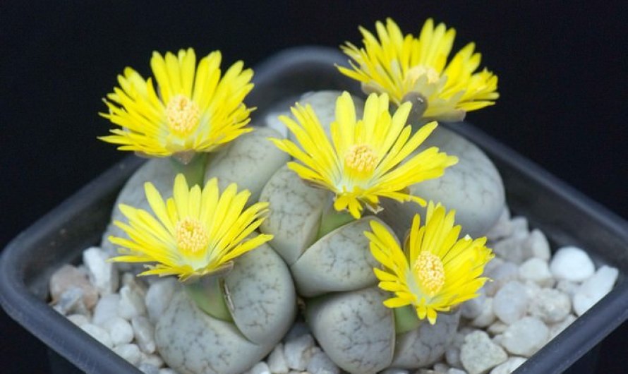 Lithops Weberi