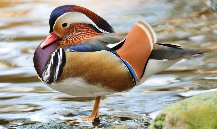 Mandarin Duck