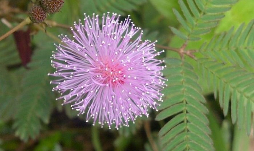 Mimosa Pudica