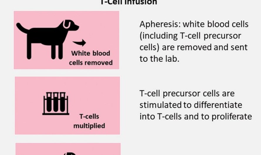 Most lethal dog disease cancer