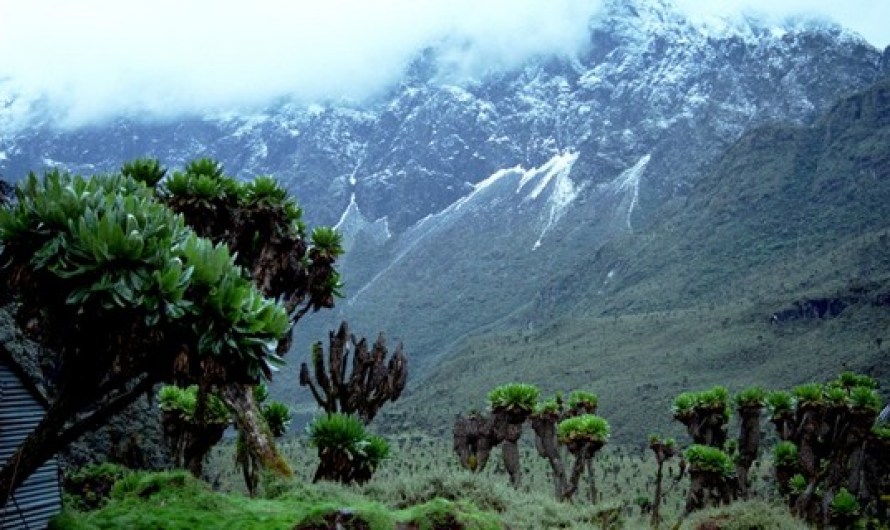 The Rwenzori Mountains Best Hiking Trails