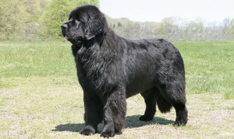 Newfoundland Dog Breed Information