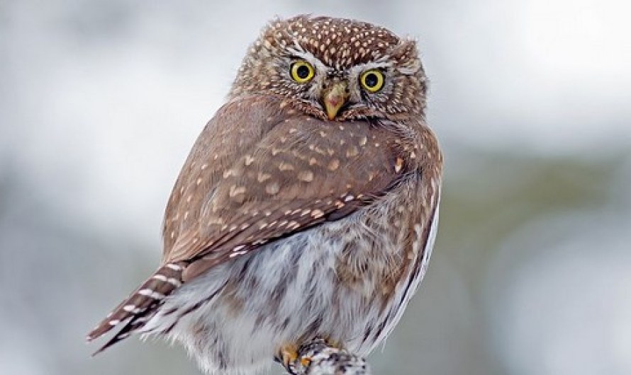 Northern Pygmy Owls