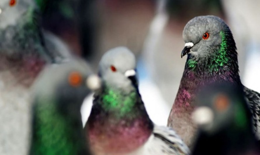 Facts About Pigeon