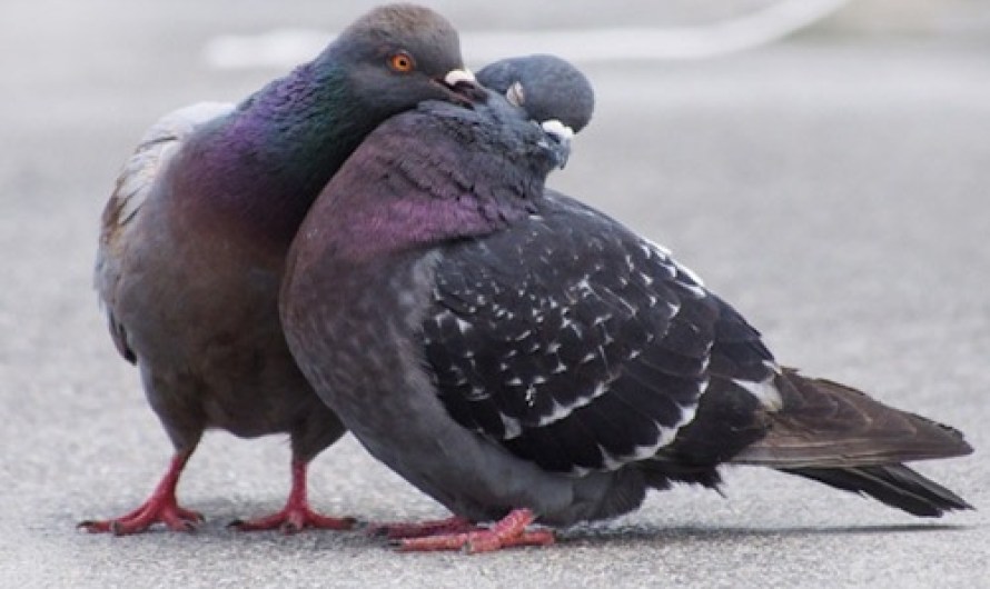 Facts About Pigeon