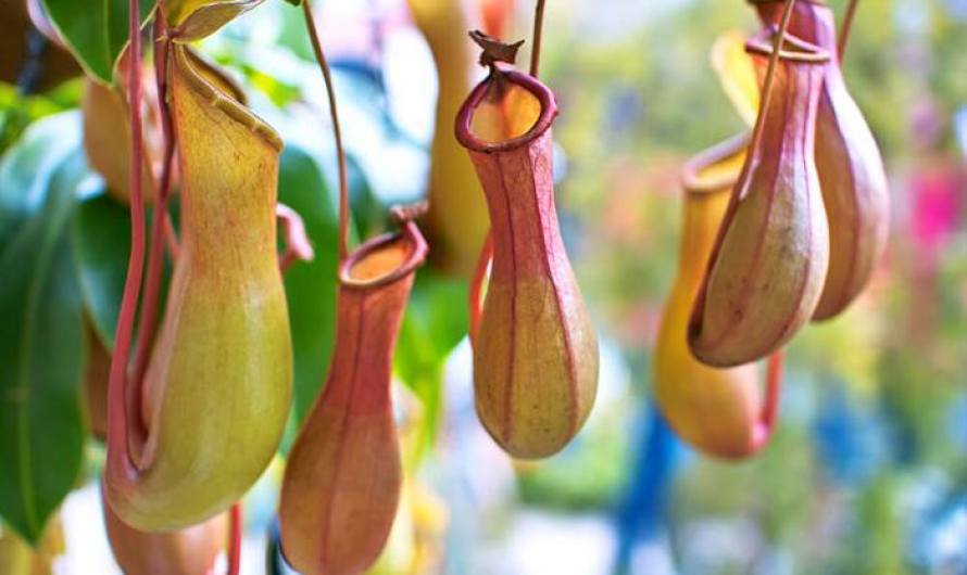 Pitcher Plants That Look Like Animals